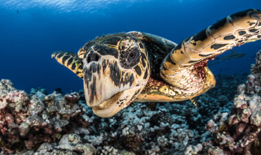 Tortue tortue sous l